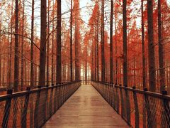 -黄海国家森林公园