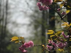 -上海滨江森林公园