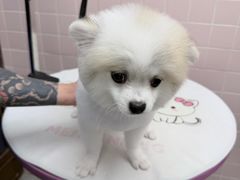 -FAELING PETS美天灵宠物(富力广场店)
