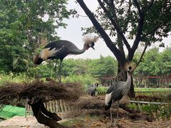 -广州长隆飞鸟乐园