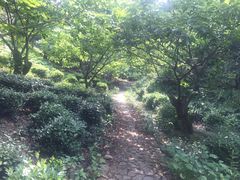 -南汇老顾农家乐采摘大团水蜜桃采摘店