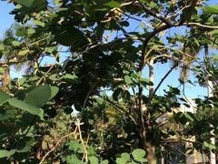 -采悦轩中餐厅·粤菜·海南菜(神州半岛喜来登度假酒店)