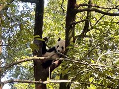 -中国大熊猫保护研究中心雅安碧峰峡基地