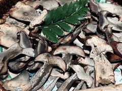 -蘑界·野生菌火锅(深业上城店)