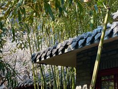 -老张烤羊(王哥庄店)