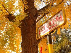 -三里屯东五街银杏大道