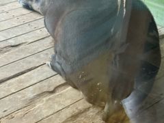 -石家庄市动物园