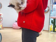 -1013 PET SHOP精品宠物商店(丁香店)