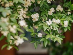 -杭州植物园
