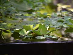 -肴约·花园式餐厅(湖里店)