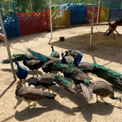 -萌宠亲子动物乐园(槐房万达店)