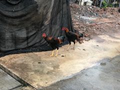 -西双版纳傣族园