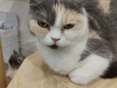 -楼上猫咖(罗湖店)
