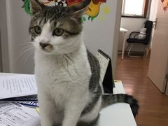-西班牙语王国