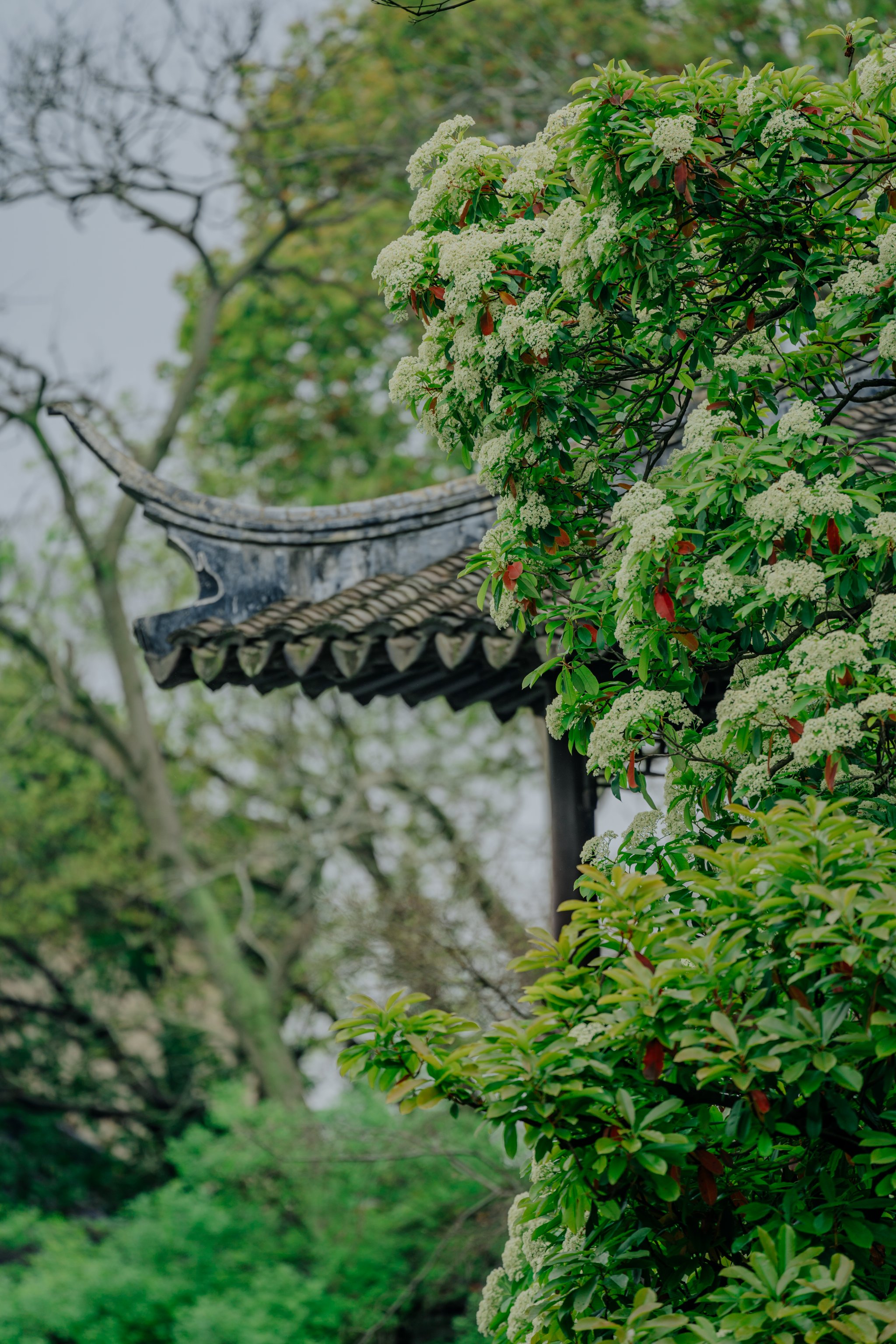 武汉市市花石楠花图片