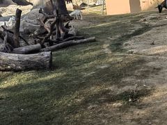 -武汉动物园