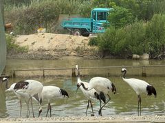-盐城丹顶鹤湿地生态旅游区