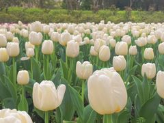 -上海鲜花港