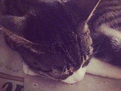 iphone_upload_pic-海边的猫和咖啡馆