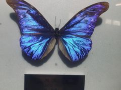 -上海昆虫博物馆