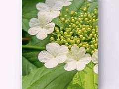 -三忘湖 SWANSEEN(柳荫公园店)