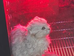 -PETKIT小佩宠物·低压洗护(国顺东路店)