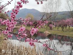 -石塘人家