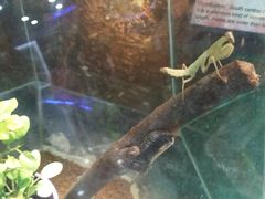 -上海大自然野生昆虫馆(东方明珠·爬宠昆虫探索中心)