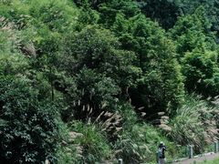 -长沙黑麋峰国家森林公园