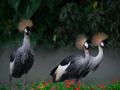 -广州长隆飞鸟乐园