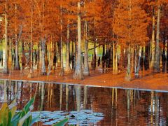 -白鹭湾湿地公园