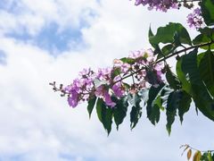 -广州白江湖森林公园