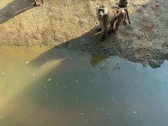 -杭州野生动物世界