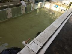 -广东惠东海龟国家级自然保护区