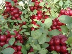 -金堂县云顶石城风景区