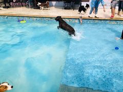 -汪说喵讲宠物乐园宠物酒店(红星美凯龙店)