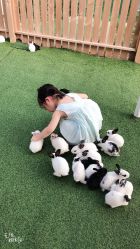 -萌宠亲子动物乐园(槐房万达店)