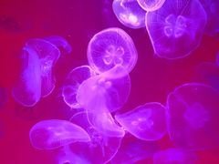 -沈阳海洋探索中心