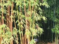 -望江楼公园