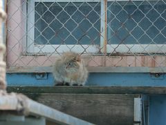 -青藏高原野生动物园