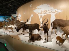 -陕西自然博物馆