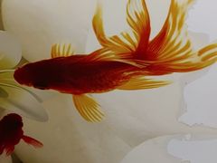 -鱼神·脆肉鲩 全鱼宴(西乡店)