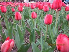 郁金香-长春公园(普阳街道)