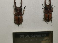 -上海昆虫博物馆