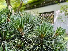 -上海醉白池公园
