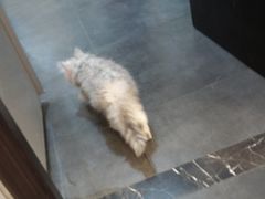 -宠爱国际动物医院·消化内科·心肾内科·ISFM猫友好(望京店)