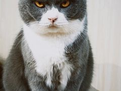 -绒爪撸猫下午茶·猫咖
