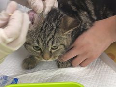 -美联众合动物医院·24h京西诊疗中心