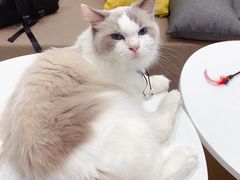 -楼上猫咖(罗湖店)