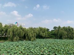 -乙十六·湖景